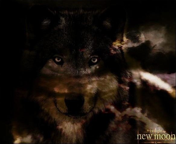 New_Moon_Wolf_by_RaithsEnvyMe